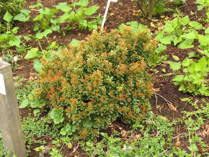 Pieris japonský 'Minor' - Pieris japonica 'Minor'