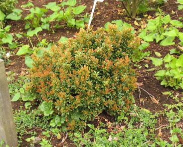 Pieris japonský 'Minor'