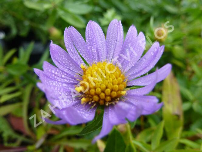 Hvězdnice 'October Sky' - Aster oblongifolius 'October Sky'