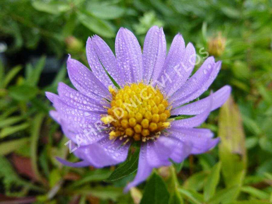 Hvězdnice 'October Sky' - Aster oblongifolius 'October Sky'