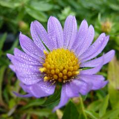 Hvězdnice 'October Sky' - Aster oblongifolius 'October Sky'
