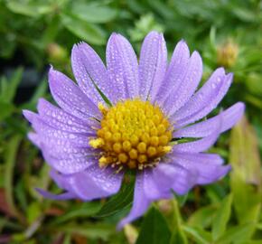 Hvězdnice 'October Sky' - Aster oblongifolius 'October Sky'