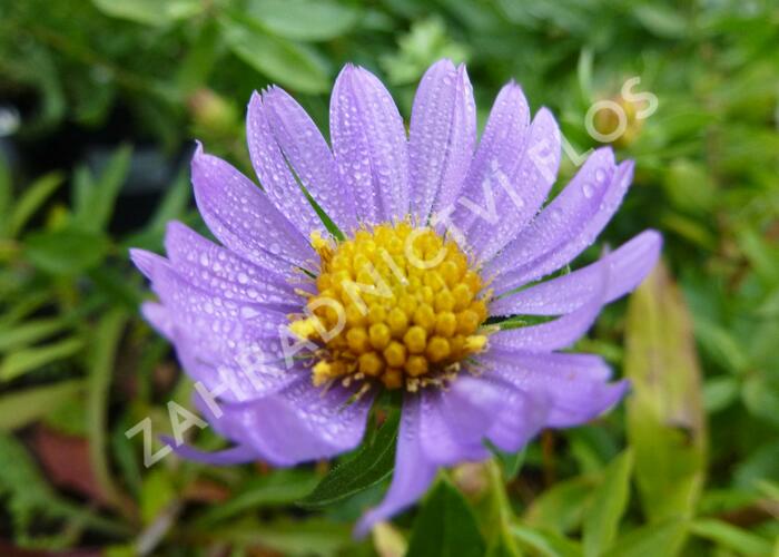 Hvězdnice 'October Sky' - Aster oblongifolius 'October Sky'