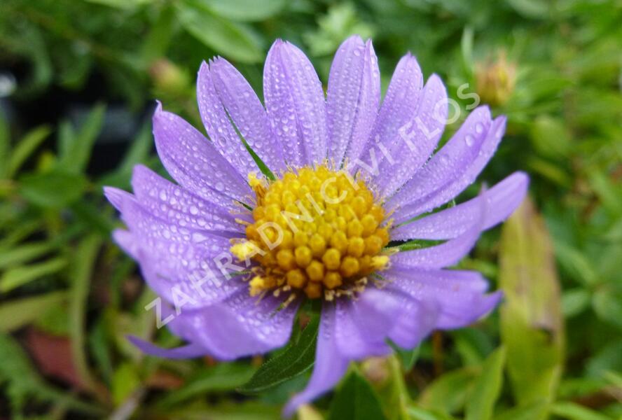 Hvězdnice 'October Sky' - Aster oblongifolius 'October Sky'