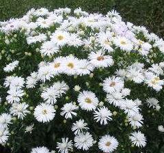 Hvězdnice novobelgická 'Zauberspiel' - Aster novi-belgii 'Zauberspiel'