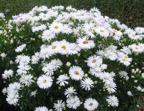 Hvězdnice novobelgická 'Zauberspiel' - Aster novi-belgii 'Zauberspiel'