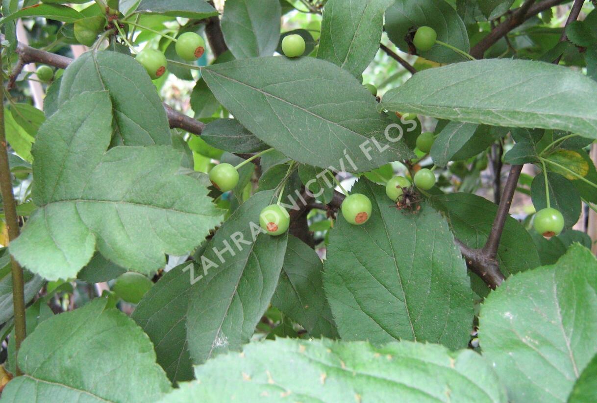 Jabloň Sargentova - Malus sargentii
