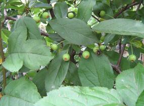 Jabloň Sargentova - Malus sargentii