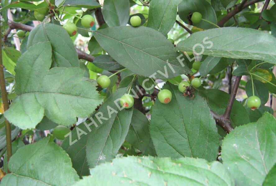 Jabloň Sargentova - Malus sargentii