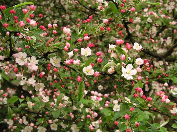 Jabloň Sargentova - Malus sargentii