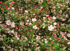 Jabloň Sargentova - Malus sargentii