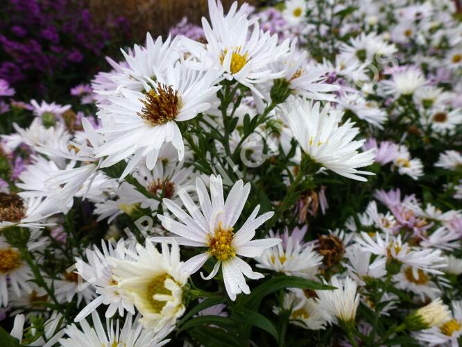 Hvězdnice novobelgická 'Steinebrück' - Aster novi-belgii 'Steinebrück'