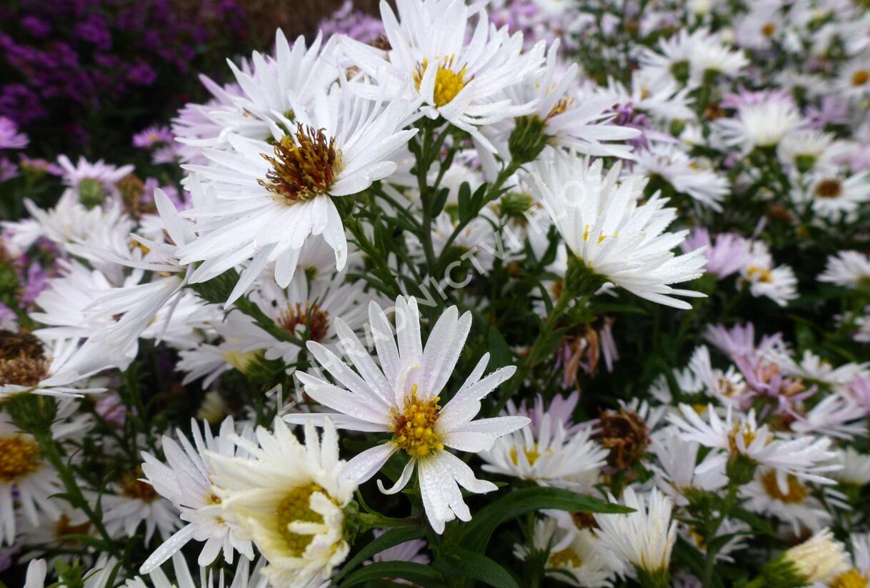 Hvězdnice novobelgická 'Steinebrück' - Aster novi-belgii 'Steinebrück'