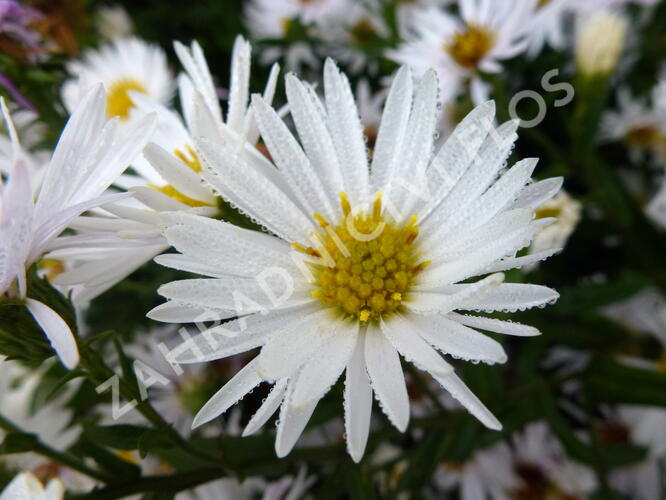 Hvězdnice novobelgická 'Steinebrück' - Aster novi-belgii 'Steinebrück'