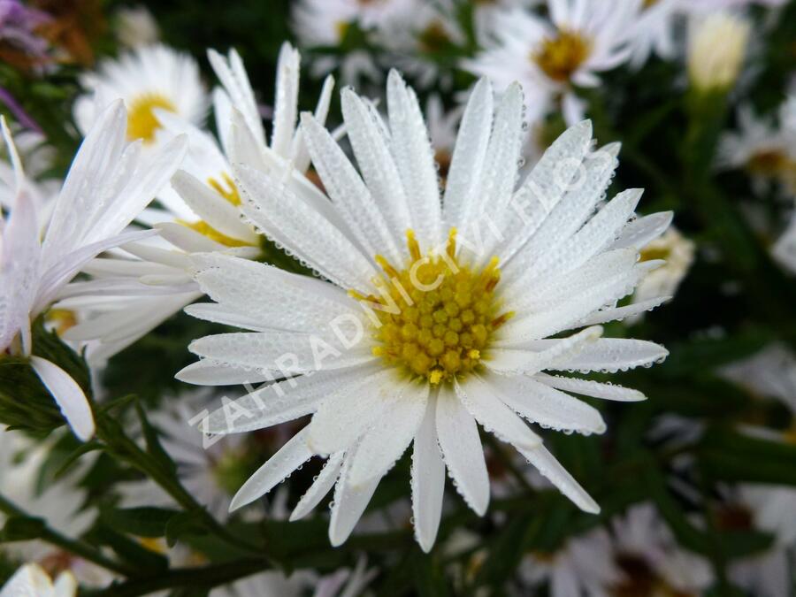 Hvězdnice novobelgická 'Steinebrück' - Aster novi-belgii 'Steinebrück'