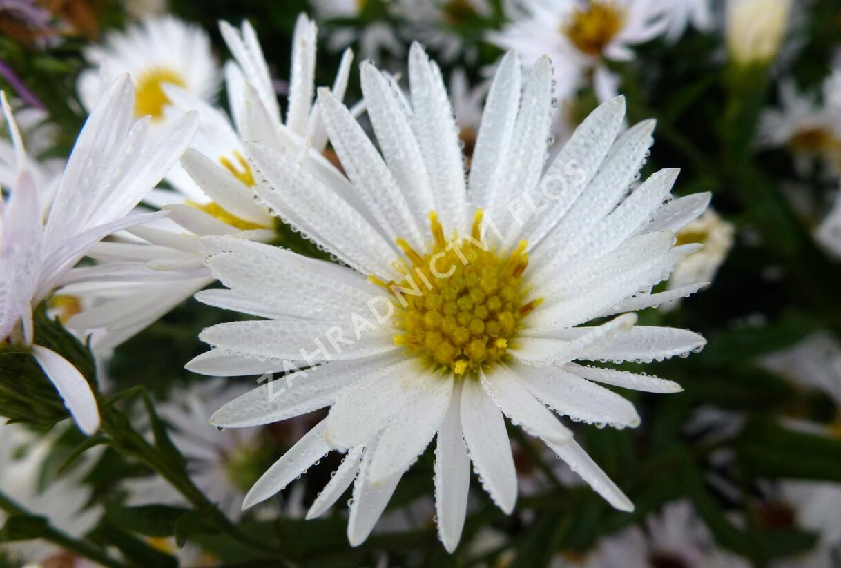Hvězdnice novobelgická 'Steinebrück' - Aster novi-belgii 'Steinebrück'