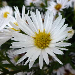 Hvězdnice novobelgická 'Steinebrück' - Aster novi-belgii 'Steinebrück'