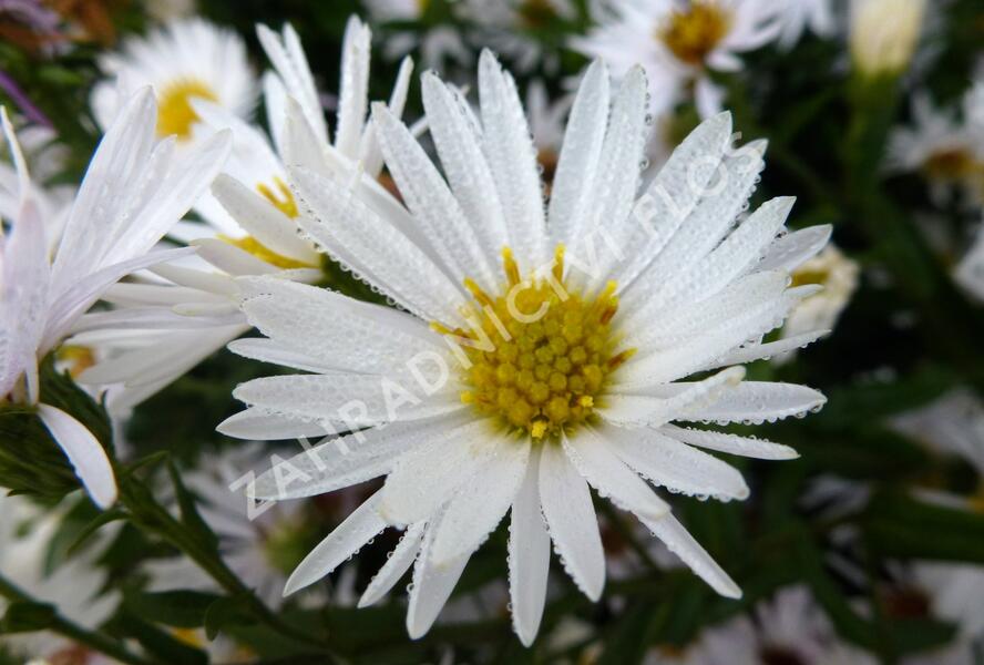 Hvězdnice novobelgická 'Steinebrück' - Aster novi-belgii 'Steinebrück'