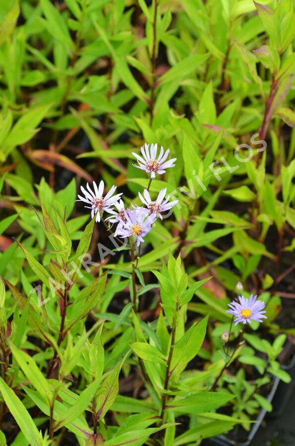 Hvězdnice novobelgická 'Steinebrück' - Aster novi-belgii 'Steinebrück'