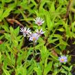 Hvězdnice novobelgická 'Steinebrück' - Aster novi-belgii 'Steinebrück'