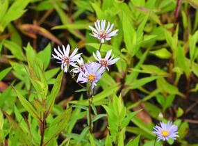 Hvězdnice novobelgická 'Steinebrück' - Aster novi-belgii 'Steinebrück'