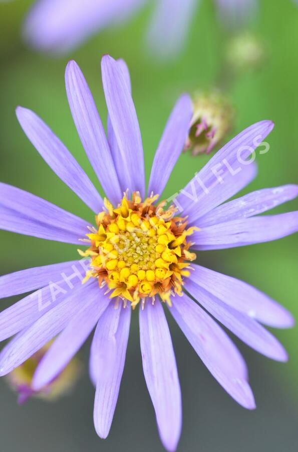Hvězdnice novobelgická 'Steinebrück' - Aster novi-belgii 'Steinebrück'