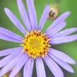 Hvězdnice novobelgická 'Steinebrück' - Aster novi-belgii 'Steinebrück'