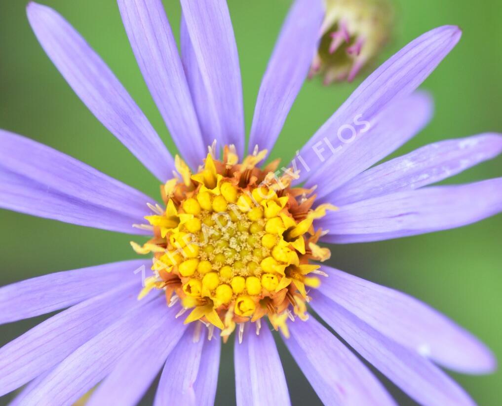 Hvězdnice novobelgická 'Steinebrück' - Aster novi-belgii 'Steinebrück'