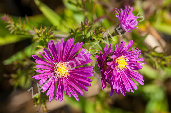 Hvězdnice novobelgická 'Terry's Pride' - Aster novi-belgii 'Terry's Pride'