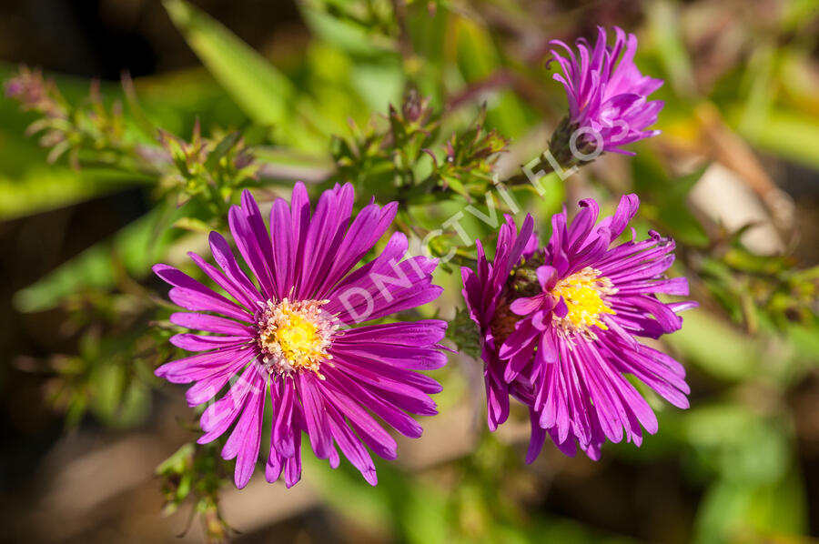 Hvězdnice novobelgická 'Terry's Pride' - Aster novi-belgii 'Terry's Pride'