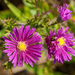 Hvězdnice novobelgická 'Terry's Pride' - Aster novi-belgii 'Terry's Pride'