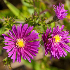 Hvězdnice novobelgická 'Terry's Pride' - Aster novi-belgii 'Terry's Pride'