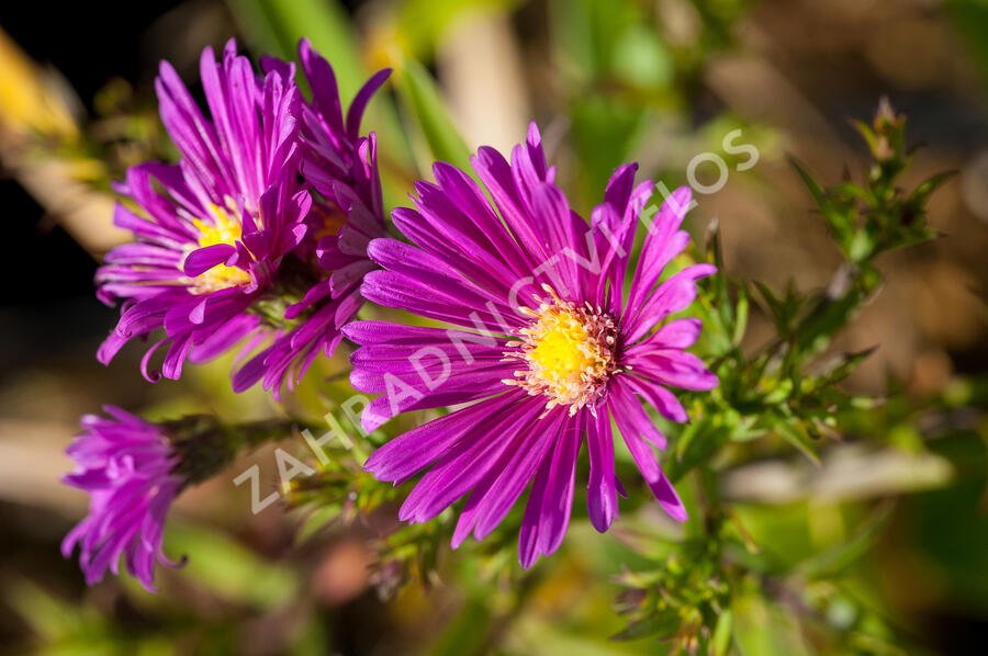 Hvězdnice novobelgická 'Terry's Pride' - Aster novi-belgii 'Terry's Pride'