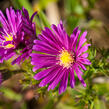 Hvězdnice novobelgická 'Terry's Pride' - Aster novi-belgii 'Terry's Pride'