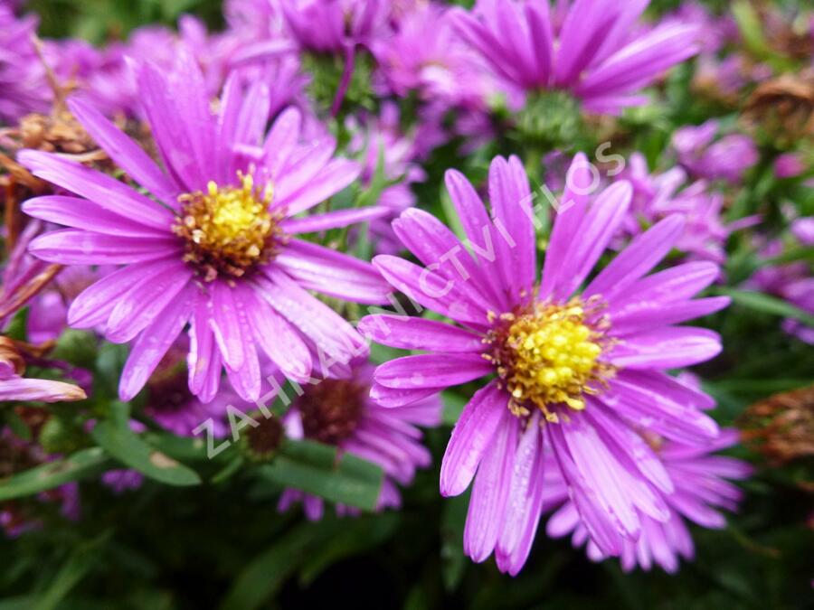 Hvězdnice novobelgická 'Terry's Pride' - Aster novi-belgii 'Terry's Pride'