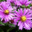 Hvězdnice novobelgická 'Terry's Pride' - Aster novi-belgii 'Terry's Pride'