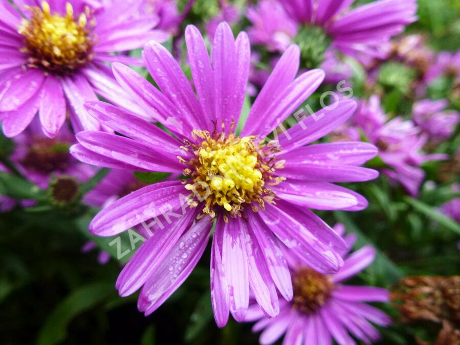 Hvězdnice novobelgická 'Terry's Pride' - Aster novi-belgii 'Terry's Pride'