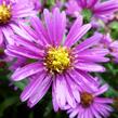 Hvězdnice novobelgická 'Terry's Pride' - Aster novi-belgii 'Terry's Pride'