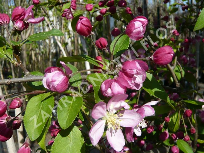 Jabloň okrasná 'Hillieri' - Malus 'Hillieri'