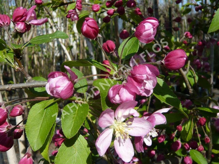 Okrasná jabloň 'Hillieri' - Malus 'Hillieri'