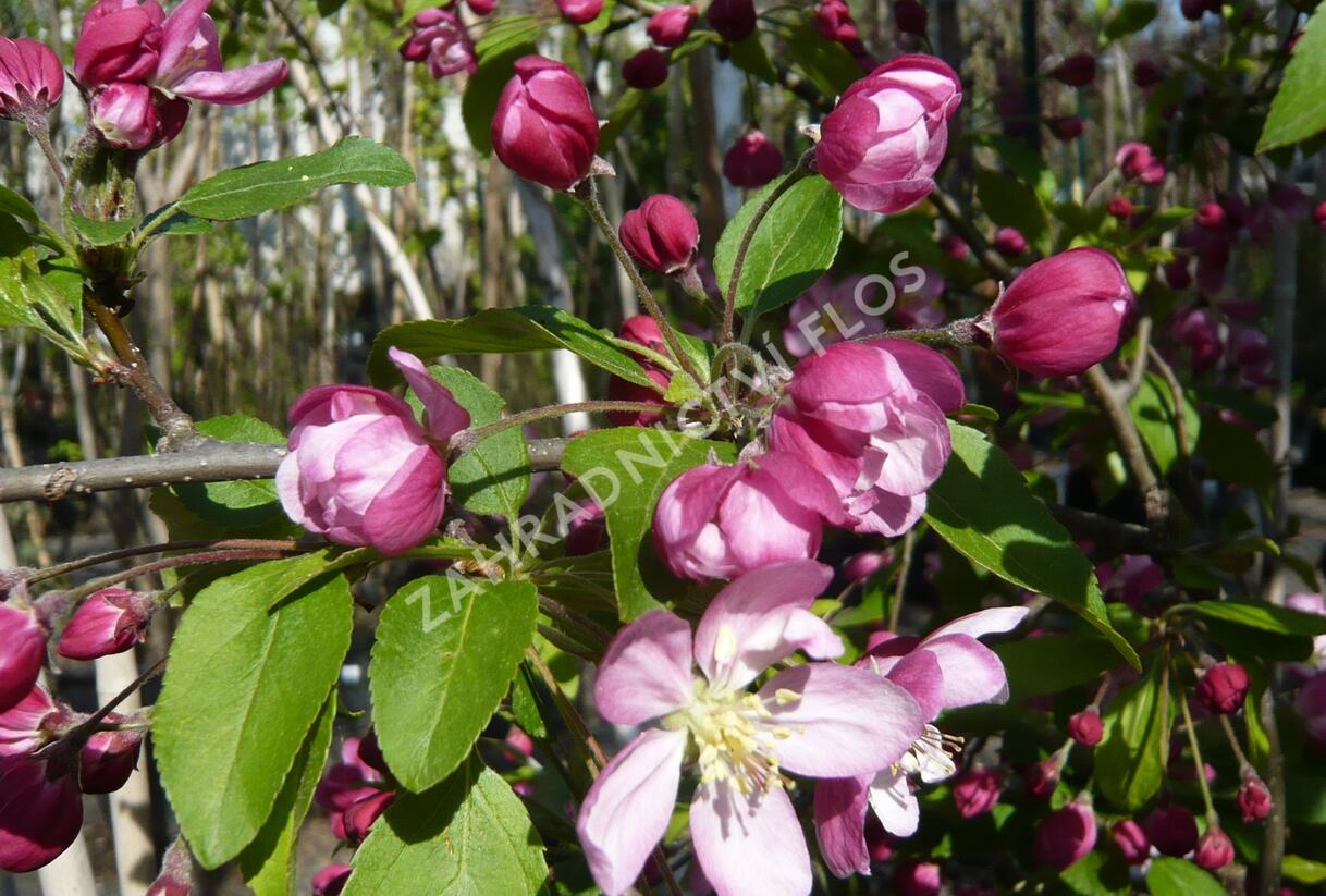 Jabloň okrasná 'Hillieri' - Malus 'Hillieri'