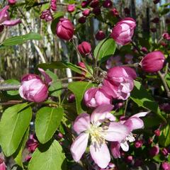 Jabloň okrasná 'Hillieri' - Malus 'Hillieri'