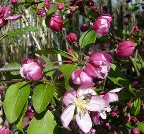 Okrasná jabloň 'Hillieri' - Malus 'Hillieri'