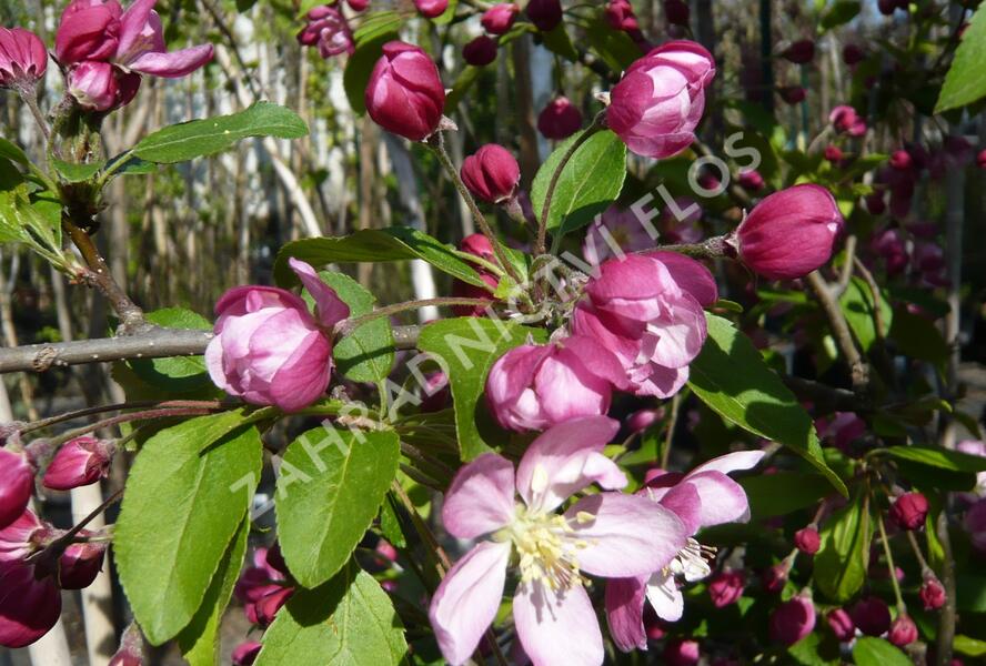 Jabloň okrasná 'Hillieri' - Malus 'Hillieri'