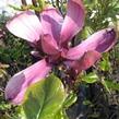 Šácholan obvejčitý 'Purpurea Select' - Magnolia obovata 'Purpurea Select'