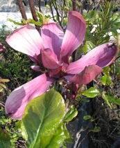 Šácholan obvejčitý 'Purpurea Select'