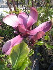 Šácholan obvejčitý 'Purpurea Select' - Magnolia obovata 'Purpurea Select'