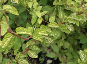 Zimolez japonský 'Aureoreticulata' - Lonicera japonica 'Aureoreticulata'