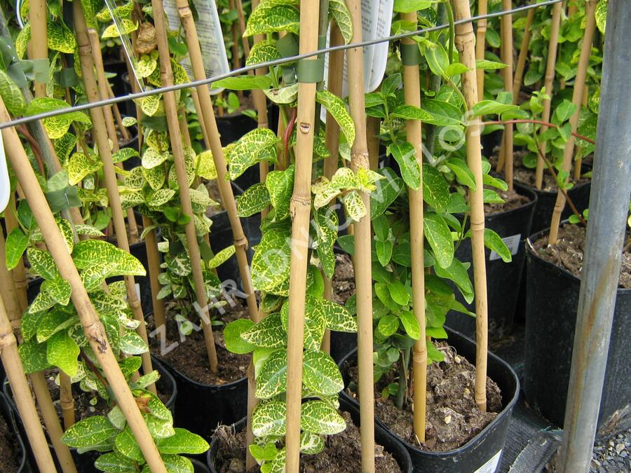 Zimolez japonský 'Aureoreticulata' - Lonicera japonica 'Aureoreticulata'