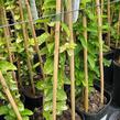 Zimolez japonský 'Aureoreticulata' - Lonicera japonica 'Aureoreticulata'